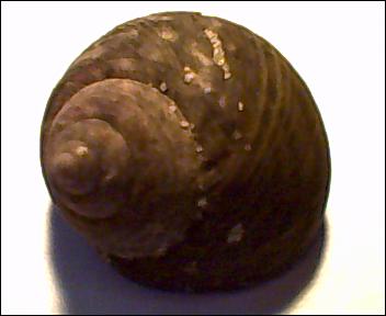 Osilinus?